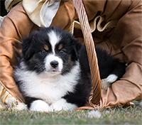 australian shepherd