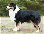 australian shepherd