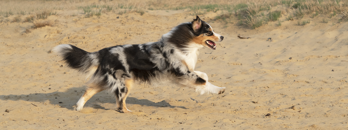 blue merle australian shepherd