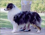 australian shepherd