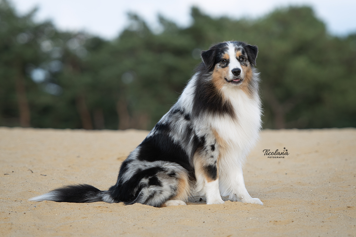 Australian shepherd