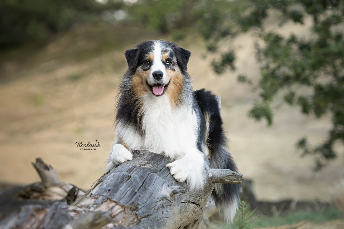 Australian shepherd