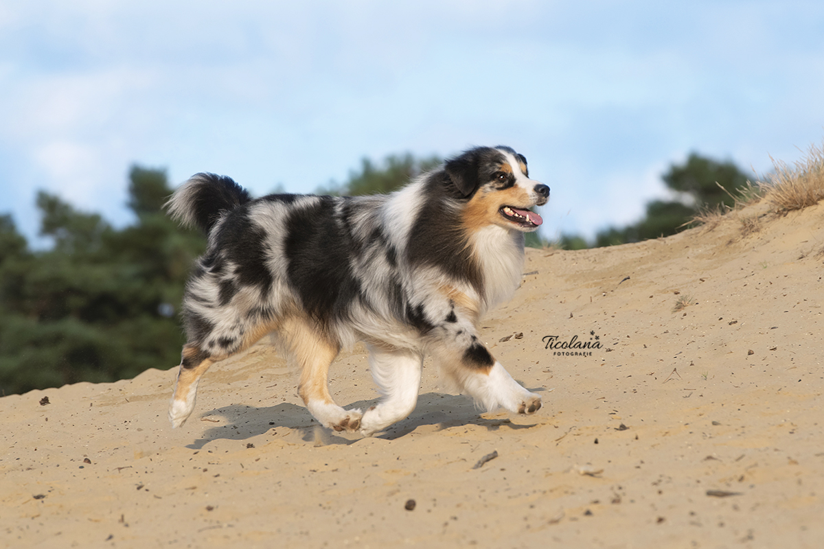 Australian shepherd