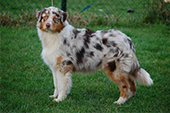 australian shepherd