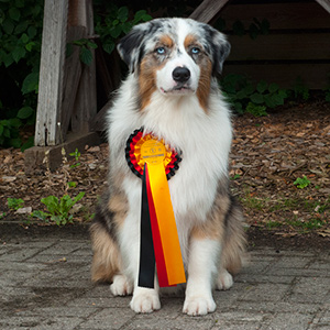 Mexx at the dog show in Bremen, Germany. Saturday, CAC, CACIB and BOB. Sunday a first place with CAC and BOS.