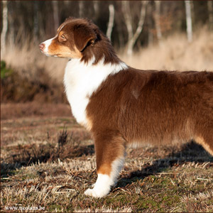Australian shepherd Patch at 6 months old