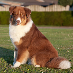 Australian shepherd Patch at 10 months old