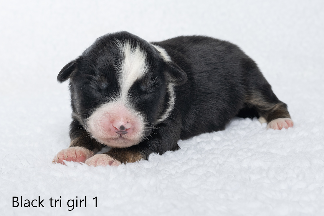 Miniature American shepherd pups