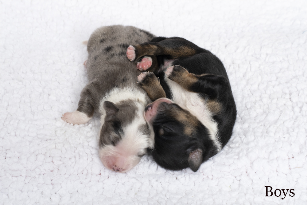Miniature American shepherd pups