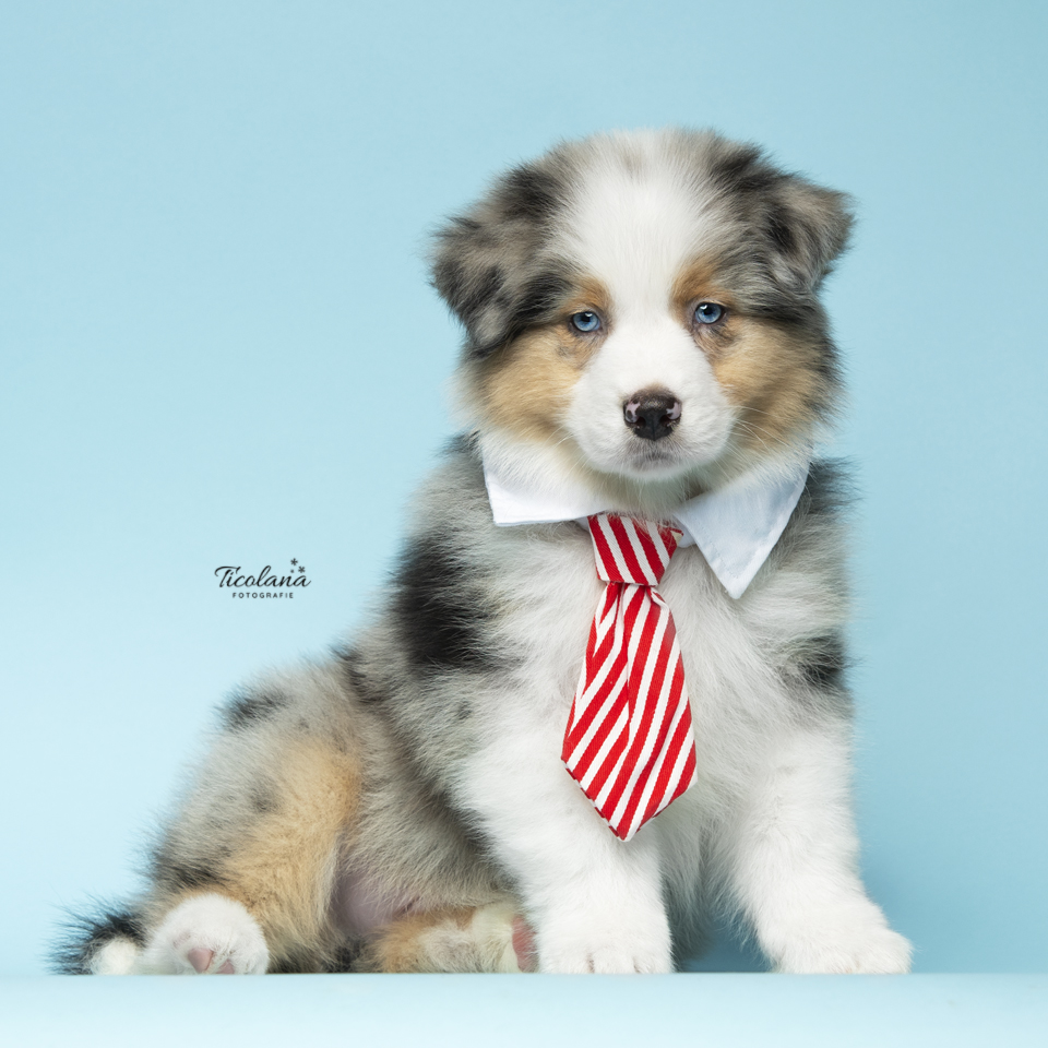 Australian Shepherd pup