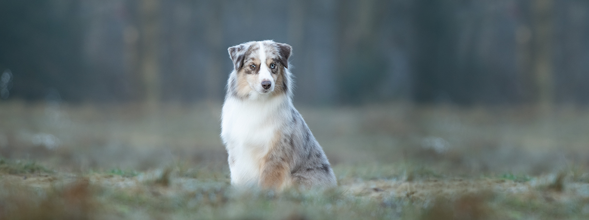 miniature american shepherd