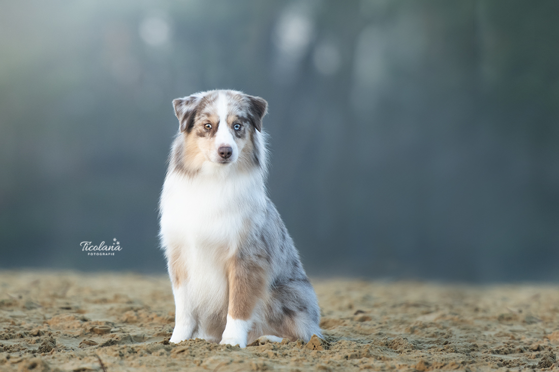 Australian shepherd