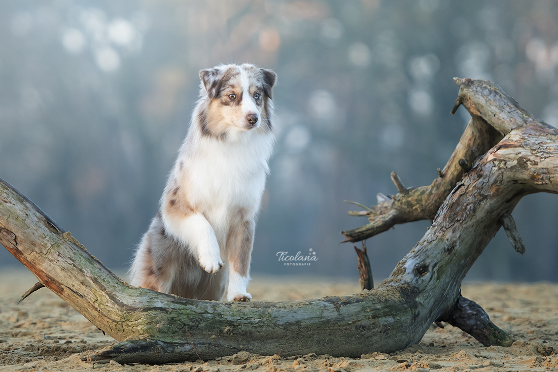 Australian shepherd